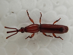 Euschizus internatus