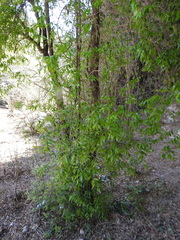 Blepharocalyx salicifolius