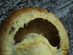 Gymnopilus ventricosus