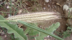 Chloris virgata