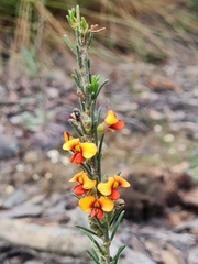 Dillwynia sericea
