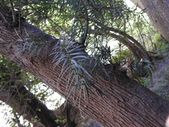 Podocarpus parlatorei