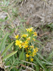 Solidago decurrens