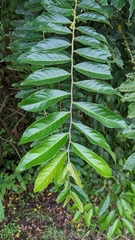 Glochidion philippicum