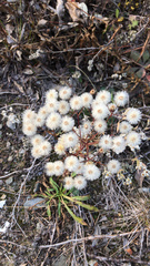 Petasites frigidus