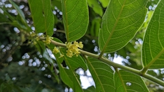 Glochidion philippicum