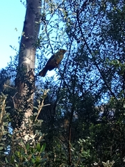 Manorina melanophrys