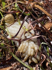 Sepioteuthis australis