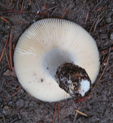 Russula parvovirescens