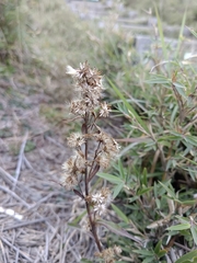 Solidago decurrens