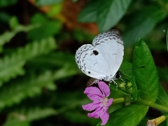 Neopithecops zalmora