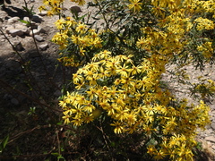 Senecio rudbeckiifolius