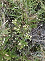 Swertia macrosperma