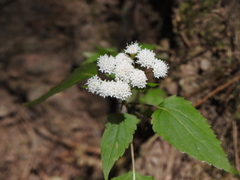 Ageratina tenuis