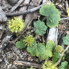 Hydrocotyle laxiflora