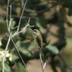 Selasphorus rufus