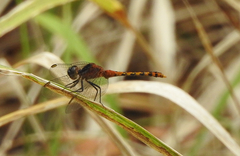 Diplacodes melanopsis