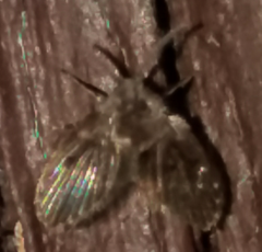 Clogmia albipunctata