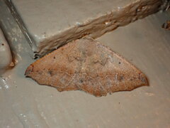 Prochoerodes forficaria