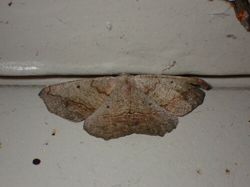 Prochoerodes forficaria photo 4