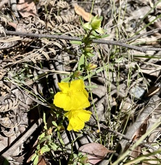 Hibbertia linearis