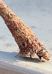 Psychidae