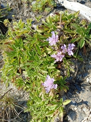 Scabiosa lacerifolia