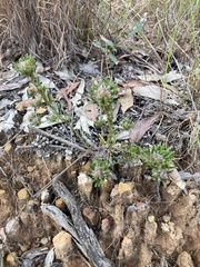 Pultenaea petiolaris