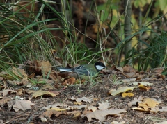 Parus major
