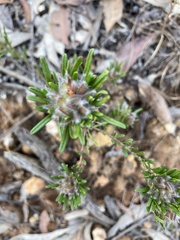 Pultenaea petiolaris