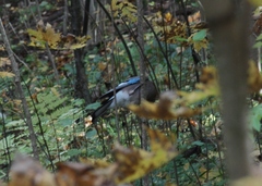 Garrulus glandarius