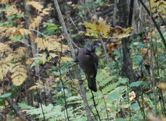 Garrulus glandarius