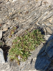 Scabiosa lacerifolia