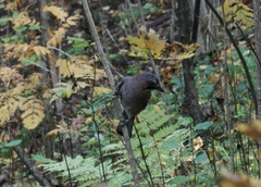 Garrulus glandarius