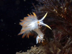 Coryphella trilineata