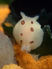 Diaulula sandiegensis