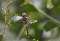Orthetrum caledonicum