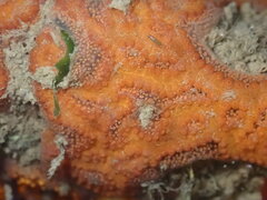 Botrylloides violaceus