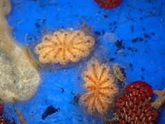 Botryllus schlosseri