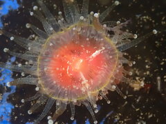 Corynactis californica