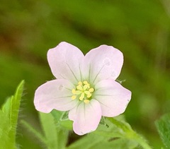 Geranium homeanum