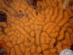 Botrylloides violaceus