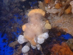 Pseudoceros canadensis