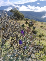 Aconitum fukutomei
