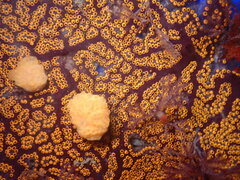 Botrylloides diegensis