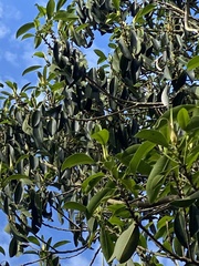 Ficus rubiginosa