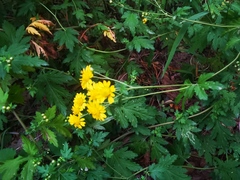 Chrysanthemum lavandulifolium