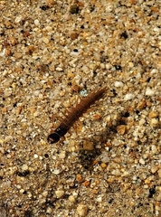 Orohermes crepusculus