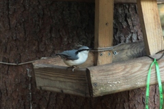 Sitta europaea