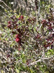Dodonaea humilis
